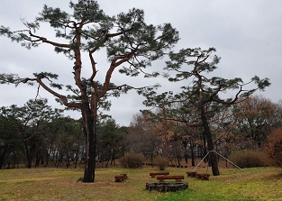 서울대 수목원 소나무 사진